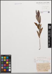 Foto von Salix cinerea L.